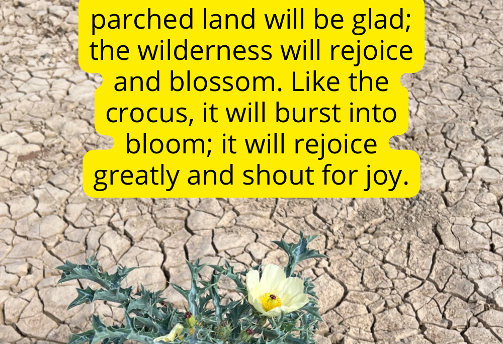 Isa 35:1-2 – Flowering desert