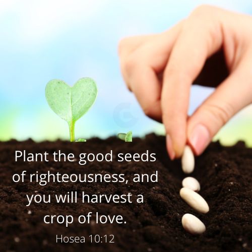 Hos 10:12 – Seeds of love