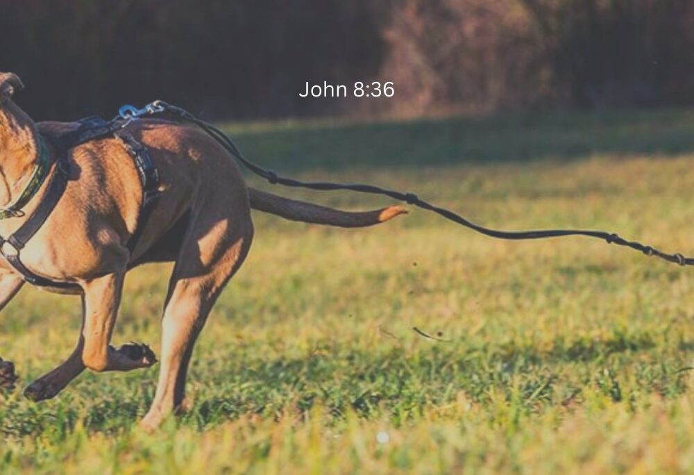 Joh 8:36 – The dog walk